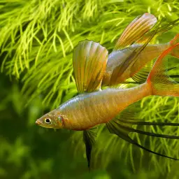 Threadfin Rainbowfish, photo 4