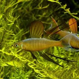 Threadfin Rainbowfish, photo 5