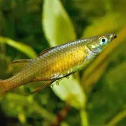 Threadfin Rainbowfish, photo 6