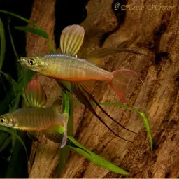 Threadfin Rainbowfish, photo 7