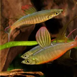 Threadfin Rainbowfish, photo 8