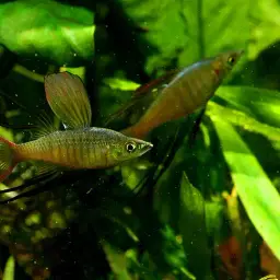 Threadfin Rainbowfish, photo 10