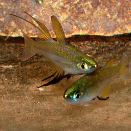 Threadfin Rainbowfish, photo 11