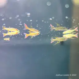 Threadfin Rainbowfish, photo 12
