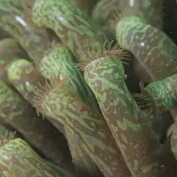 Snake Polyp