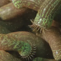 Snake Polyp, photo 2