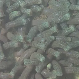 Snake Polyp, photo 3