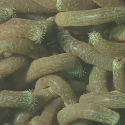 Snake Polyp, photo 4