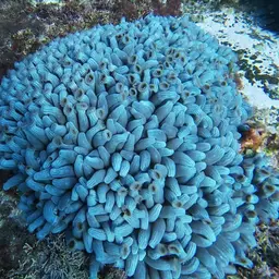 Snake Polyp, photo 5