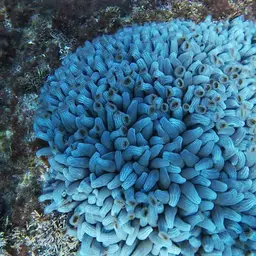 Snake Polyp, photo 6