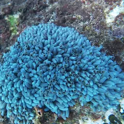 Snake Polyp, photo 7