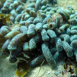 Snake Polyp, photo 8