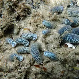 Snake Polyp, photo 9
