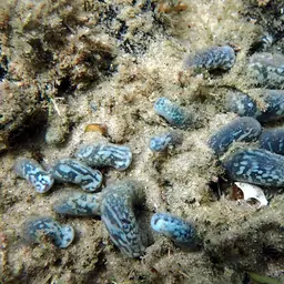 Snake Polyp, photo 10