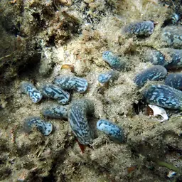 Snake Polyp, photo 11