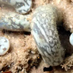 Snake Polyp, photo 12