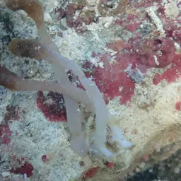 Snake Polyp