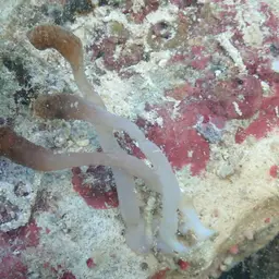 Snake Polyp, photo 2