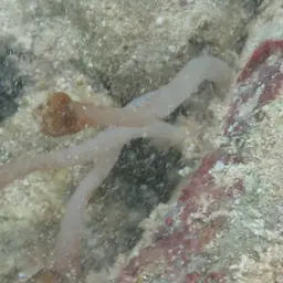 Snake Polyp, photo 3