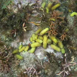 Snake Polyp, photo 4