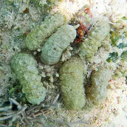 Snake Polyp, photo 5
