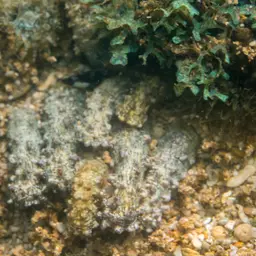 Snake Polyp, photo 6