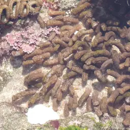 Snake Polyp, photo 7