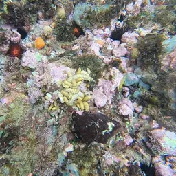 Snake Polyp, photo 8
