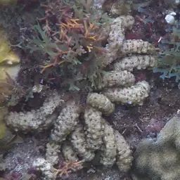 Snake Polyp, photo 9