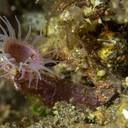 Snake Polyp, photo 10