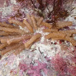 Snake Polyp, photo 11