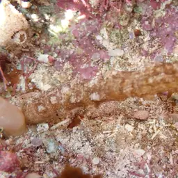 Snake Polyp, photo 12