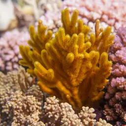 Golden Sea Fan, photo 1