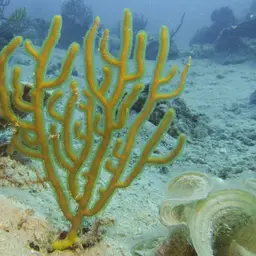 Golden Sea Fan, photo 2