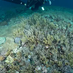 Golden Sea Fan, photo 3