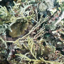 Golden Sea Fan, photo 4