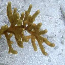 Golden Sea Fan, photo 5