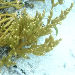 Golden Sea Fan, photo 6