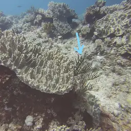 Golden Sea Fan, photo 7