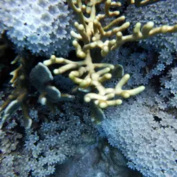 Golden Sea Fan, photo 8