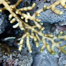 Golden Sea Fan, photo 9