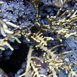 Golden Sea Fan, photo 10