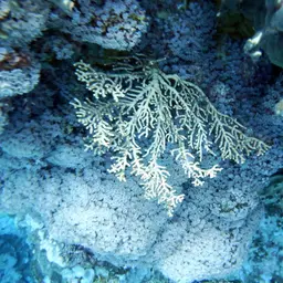 Golden Sea Fan, photo 11