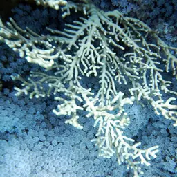 Golden Sea Fan, photo 12