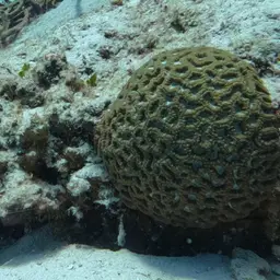 Rough Star Coral, photo 1