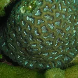 Rough Star Coral, photo 2