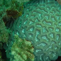 Rough Star Coral, photo 3