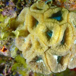 Rough Star Coral, photo 4