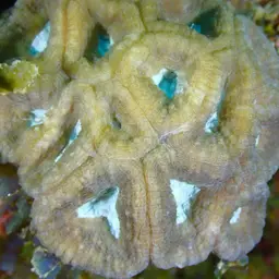 Rough Star Coral, photo 5