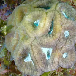Rough Star Coral, photo 6
